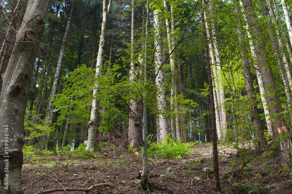 Obraz premium Cool pine forest at summer noon