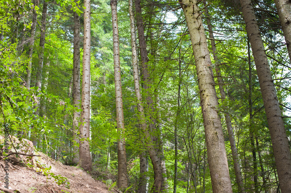 Obraz premium Cool pine forest at summer noon