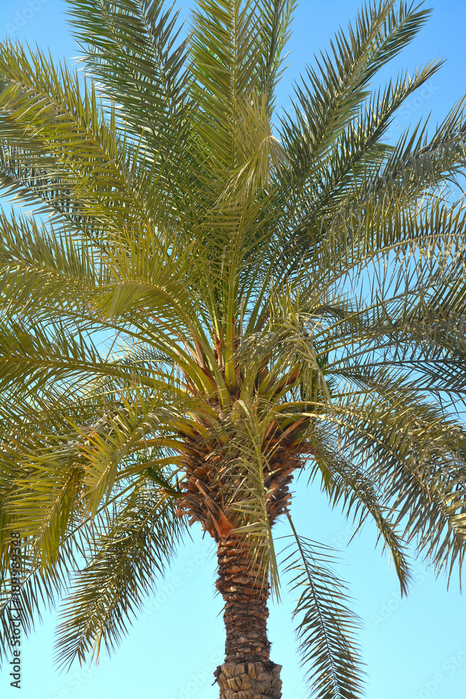 Fototapeta premium Dates Palm tree in Abu Dhabi, United Arab Emirates