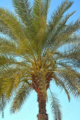 Dates Palm tree in Abu Dhabi  United Arab Emirates