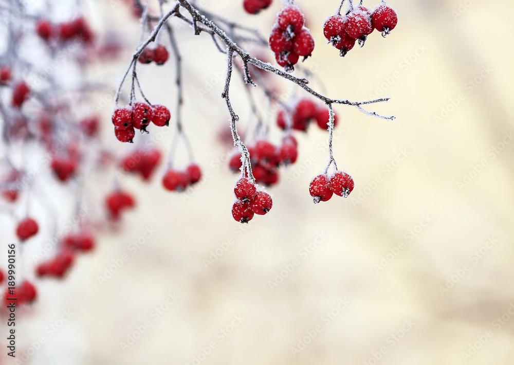 bright Rowan berries in winter Park is covered in glistening white crystals of frost bright Rowan berries in winter Park is covered in glistening white crystals of frost