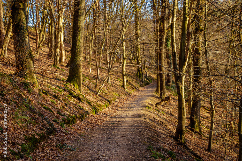 A forest path on a sunny winter day on the A forest path on a sunny winter day on the