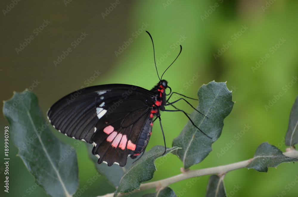 Tropischer Schmetterling