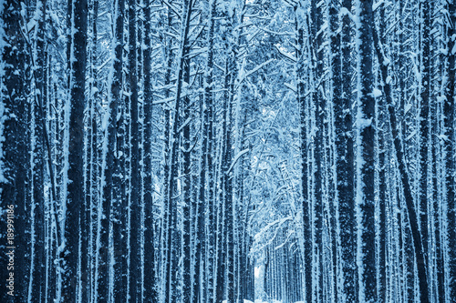 Winter nature background. Winter snowy forest.
