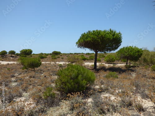 Tavira (Portugal) ciudad portuguesa de la costa del Algarve  que desemboca en las lagunas del parque natural de Ría Formosa photo