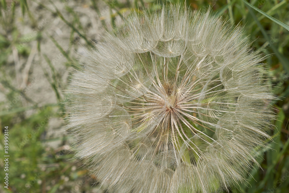 Fototapeta premium Tragopogon pratensis