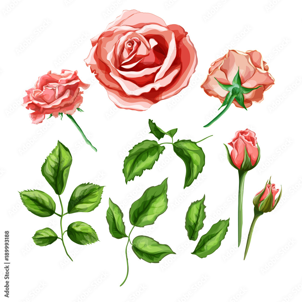 Vector realistic rose flower leaves stem set