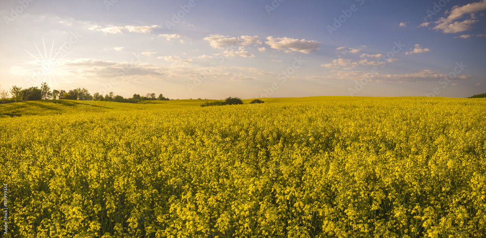 rural landscape ,panorama of spring field