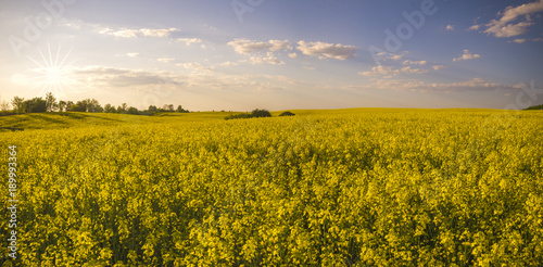 rural landscape  panorama of spring field