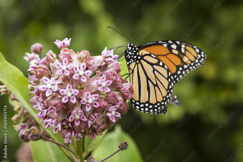 Monarch butterfly feeding on a milkweed plant at Big Meadow in Shenandoah National Park, Virginia, USA. Monarch butterfly feeding on a milkweed plant at Big Meadow in Shenandoah National Park, Virginia, USA.