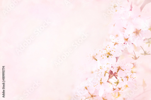 Spring blossom/springtime cherry bloom, toned, bokeh flower background, pastel and soft floral card, toned