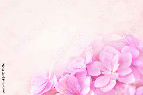 Summer blossoming hydrangea, flower bokeh background, pastel and soft floral card © ulada