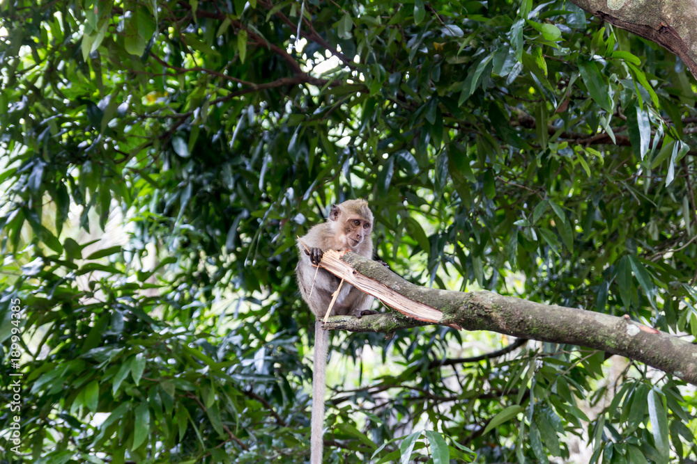 Fototapeta premium Thai monkeys, not far from the temple