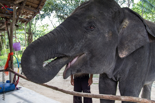 Thai elephant show