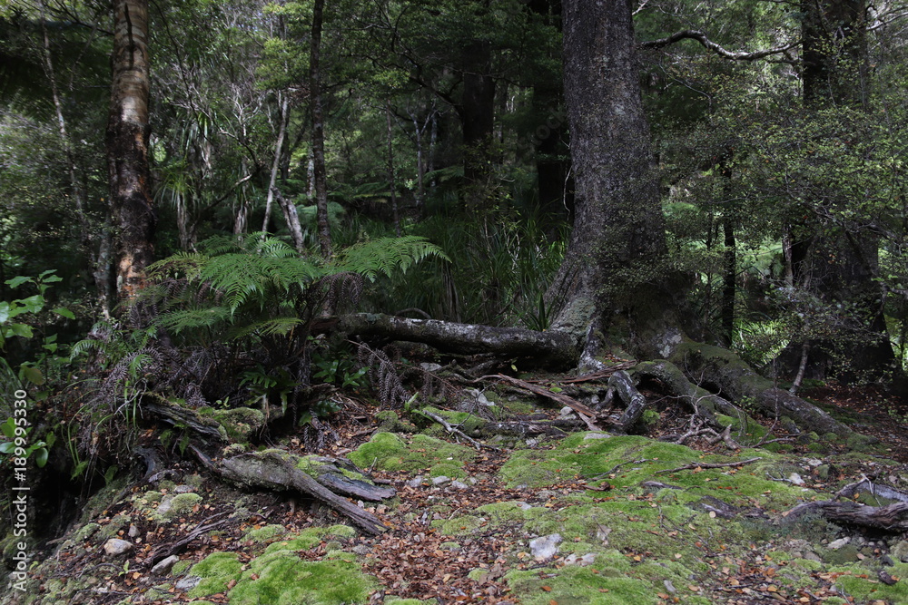 New Zealand Rainforest