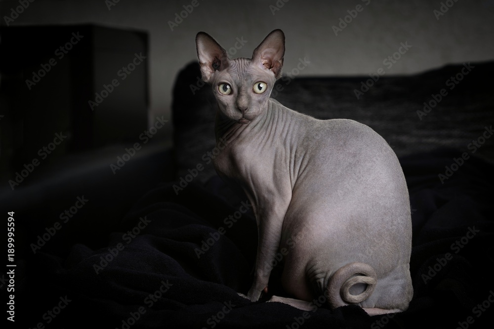 Portrait einer grauen Sphynx Nacktkatze in häuslicher Umgebung.  