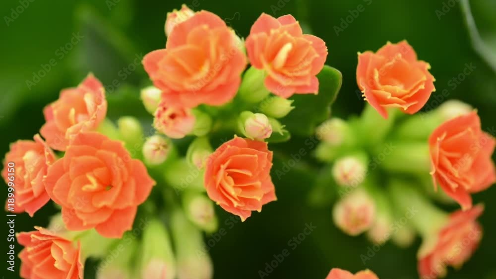 Kalanchoe blossfeldiana flower