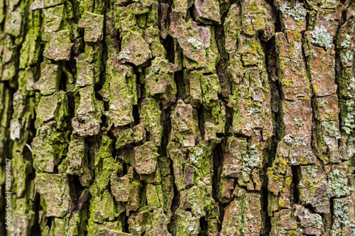 bark of a tree with moss for a background of uneven texture