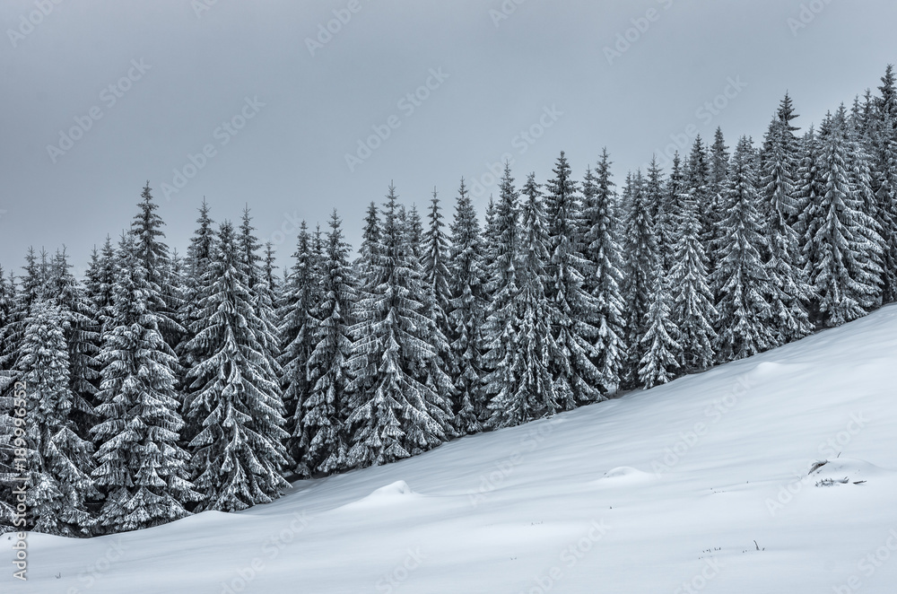 Winter forest in snowy Beskidy mountains, Poland