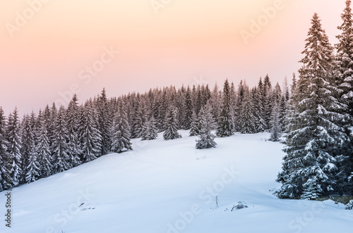 Winter forest in Beskidy mountains, Poland