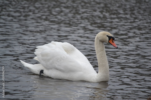 Birds - swan  goose  duck - one big family 