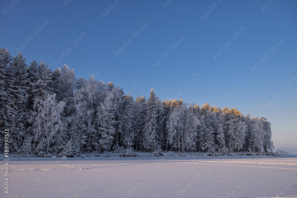 The picturesque forest is covered with hoarfrost at dawn. The picturesque forest is covered with hoarfrost at dawn.