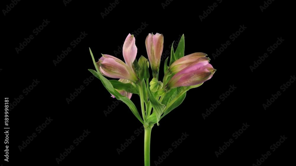 Time-lapse of opening pink Peruvian Lilies 5a5 in 4K PNG+ format with ALPHA transparency channel isolated on black background
