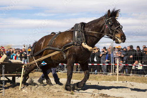 Horse heavy pull tournament