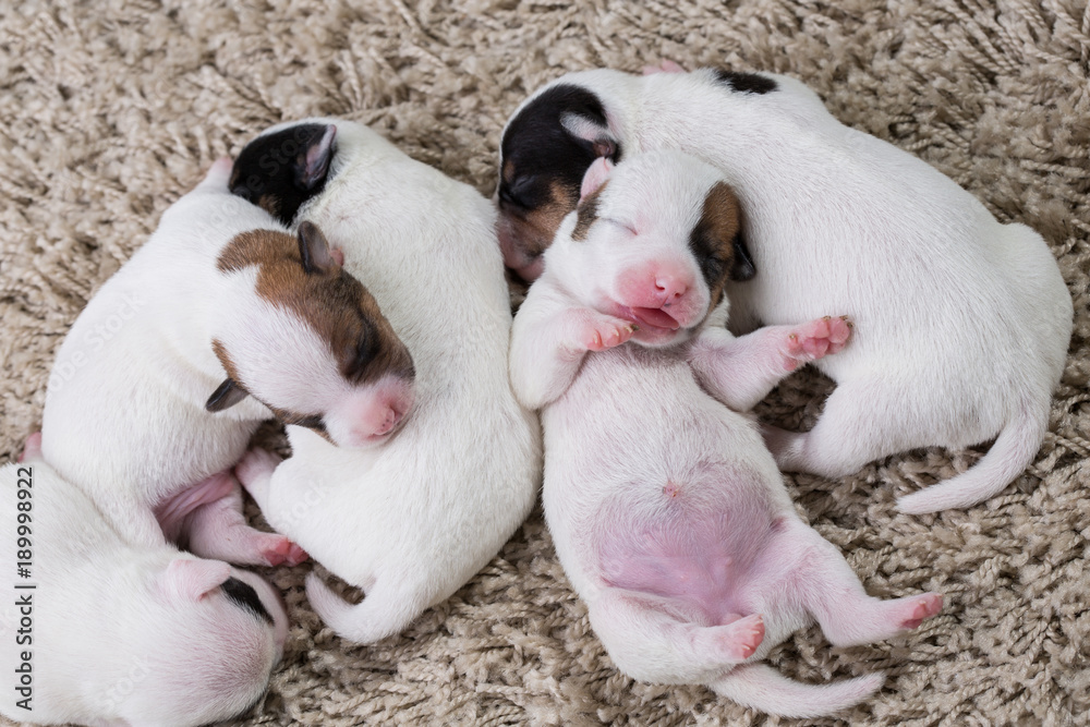 Fototapeta premium newborn puppies breed jack russel terrier sleeping
