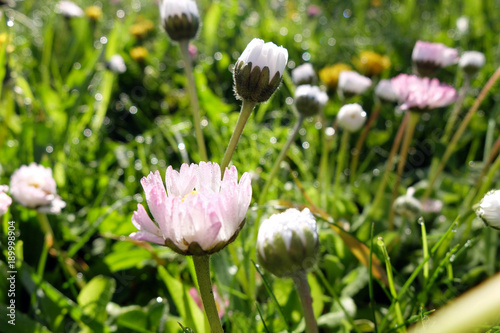 Bellis perennis