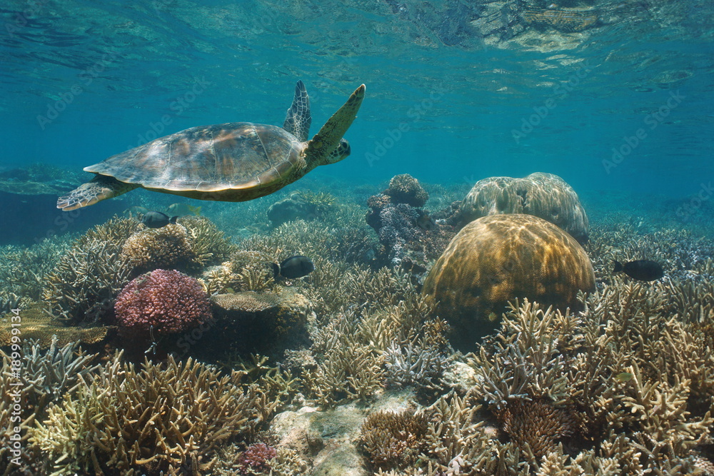 Fototapeta premium Piękna rafa koralowa z zielonym żółwiem morskim pod wodą, południowy Pacyfik, Nowa Kaledonia
