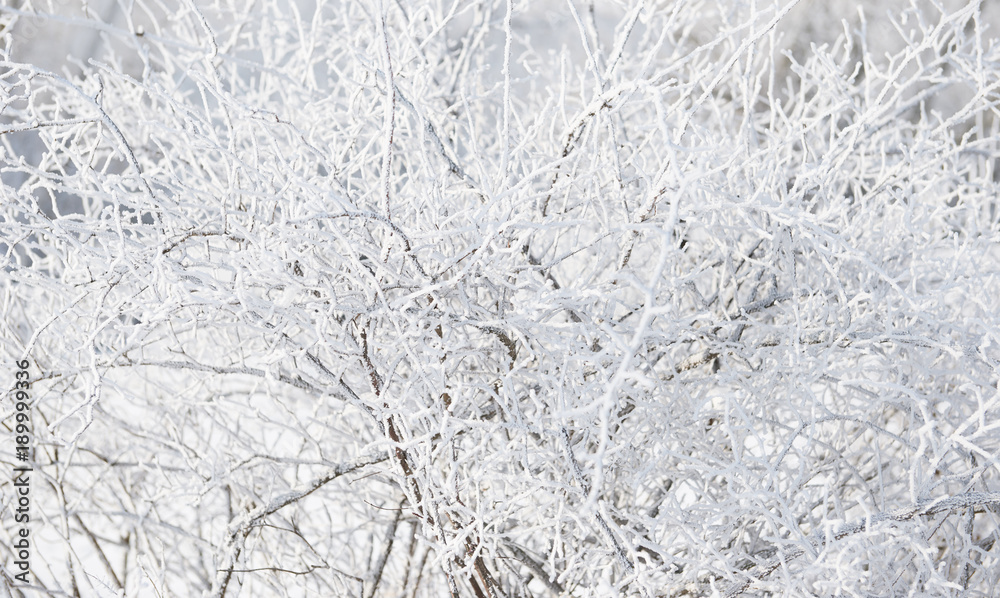 snow covered branches closeup in winter forest, abstract background, beautiful wild landscape snow covered branches closeup in winter forest, abstract background, beautiful wild landscape