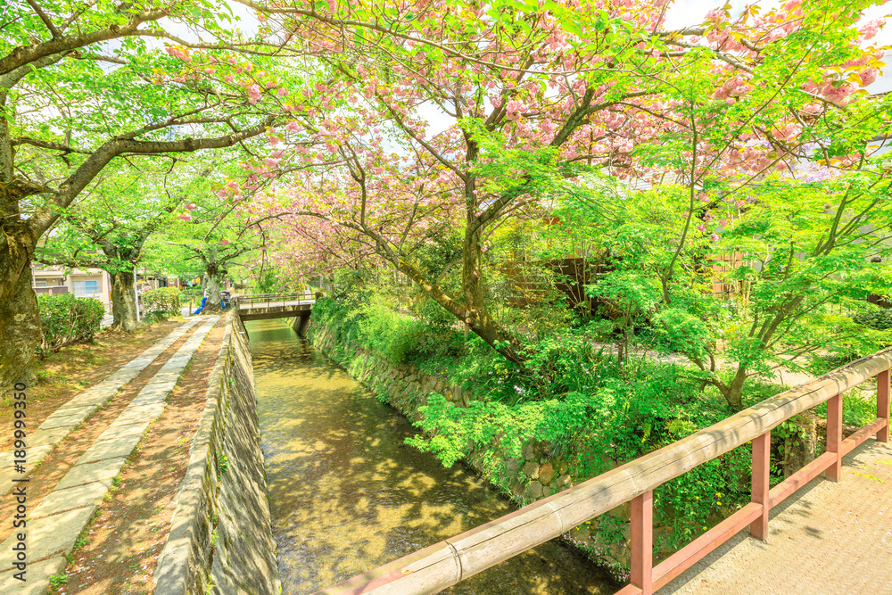 Naklejka premium The Philosopher's Path or Tetsugaku no michi is a scenic stone path through the northern part of Kyoto's Higashiyama district, Japan.The path follows a canal which is lined by hundreds of cherry trees