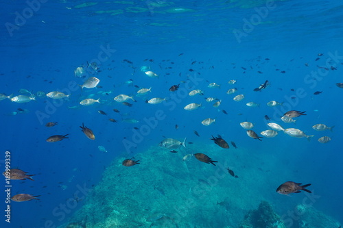 Shoal of fishes in the Mediterranean sea composed by damselfish, salema porgy and white seabream underwater near water surface, Costa Brava, Spain