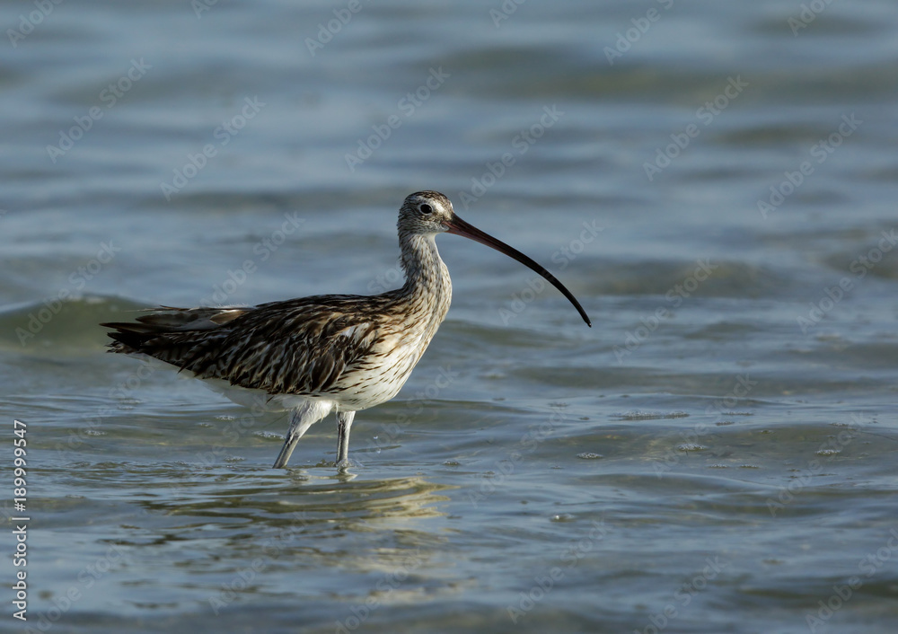Curlew during high tide at Bahrain Curlew during high tide at Bahrain