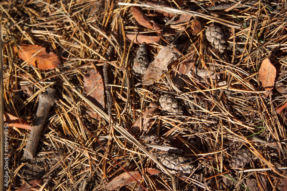 Dry foliage and pine needles are lying on the ground in the park. Bright colors of autumn. Dry foliage and pine needles are lying on the ground in the park. Bright colors of autumn.