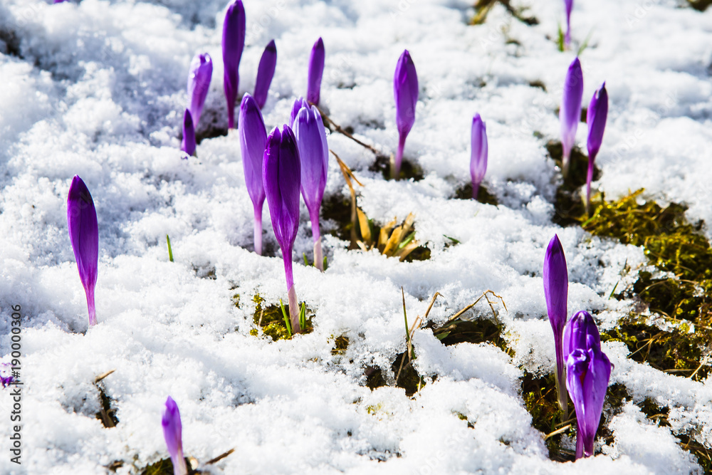 Flowering of wild saffron, crocus, sprouting from the snow, early