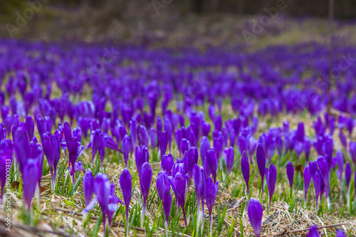 Flowering of wild saffron, crocus, sprouting from the snow, early spring, Ukraine