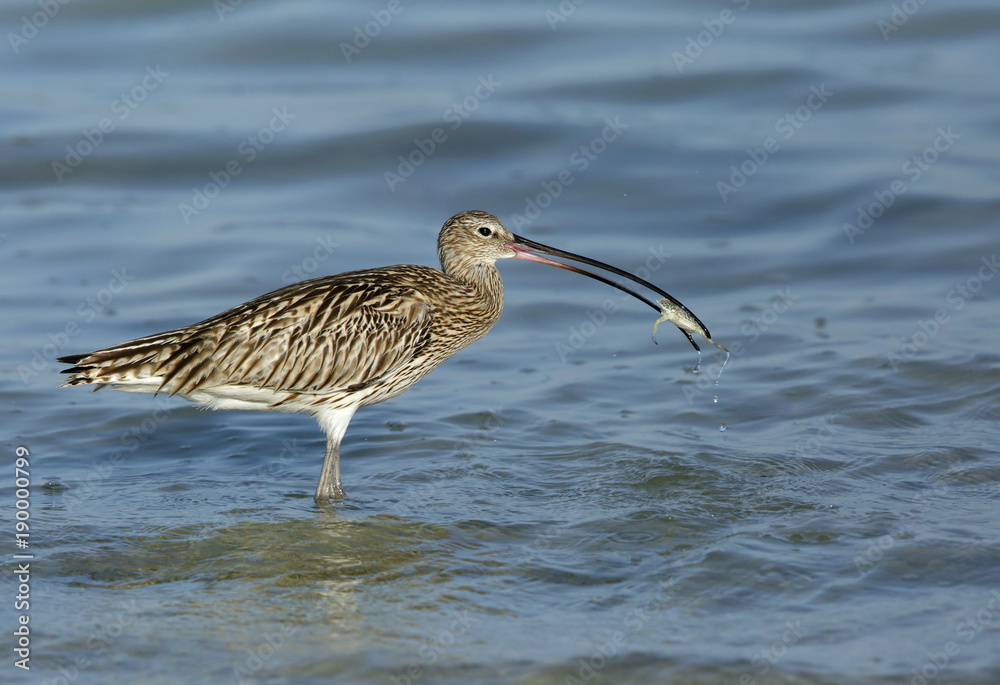 Curlew with a crab Curlew with a crab