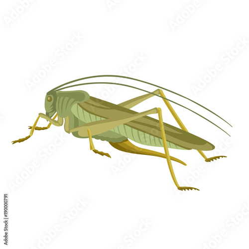 Fotografia, Obraz grasshopper  green  vector illustration flat style  profile