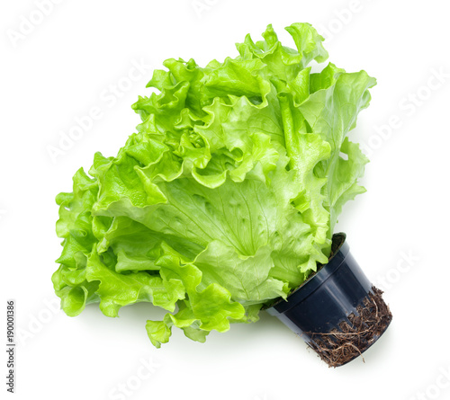 Lettuce Salad in Pot Isolated on White Background