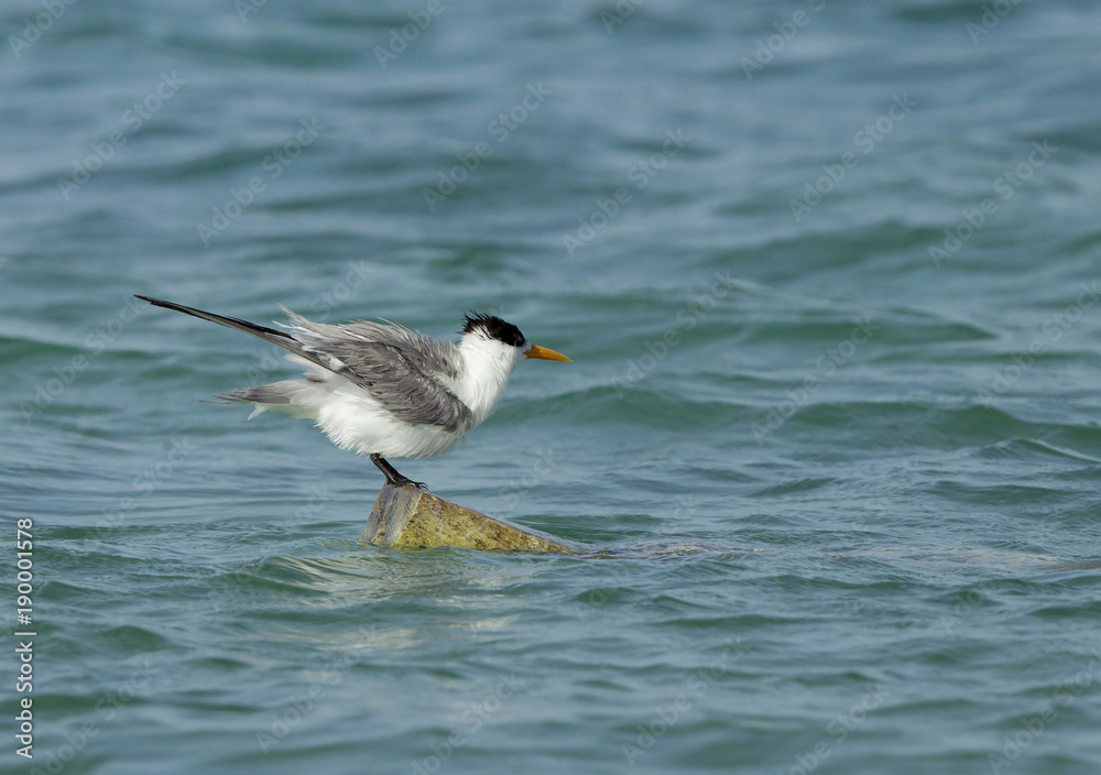 Lesser Crested tern perched on a wooden log Lesser Crested tern perched on a wooden log