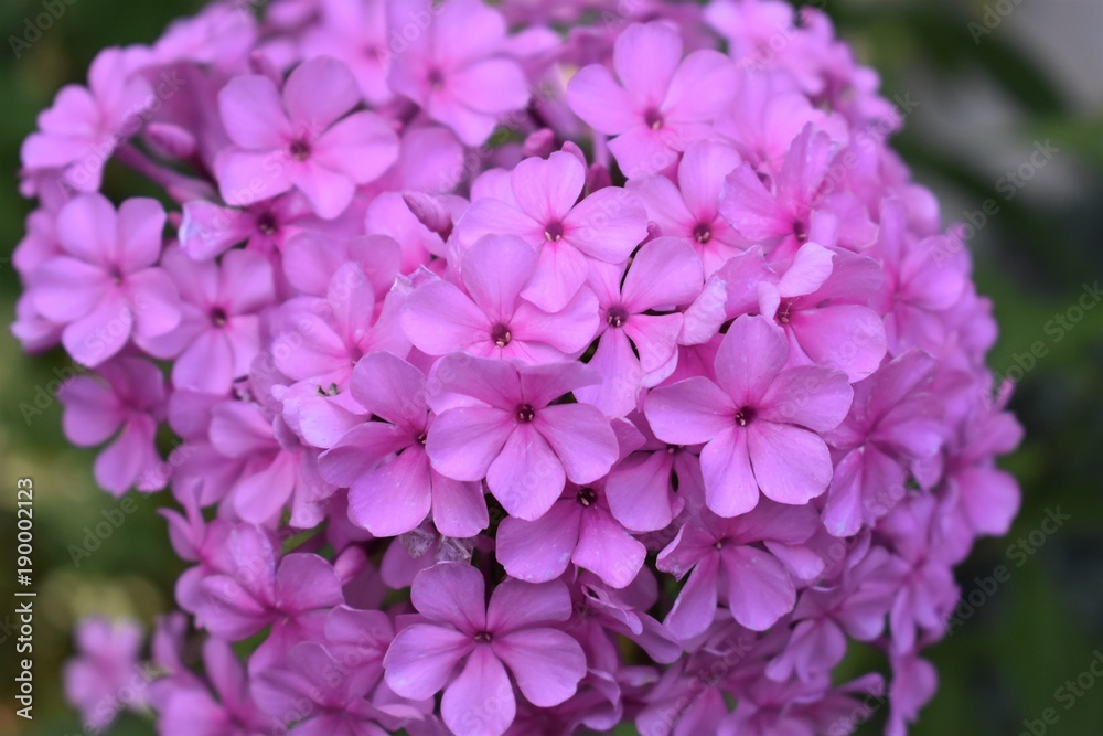 Pink Explosion Pink Explosion