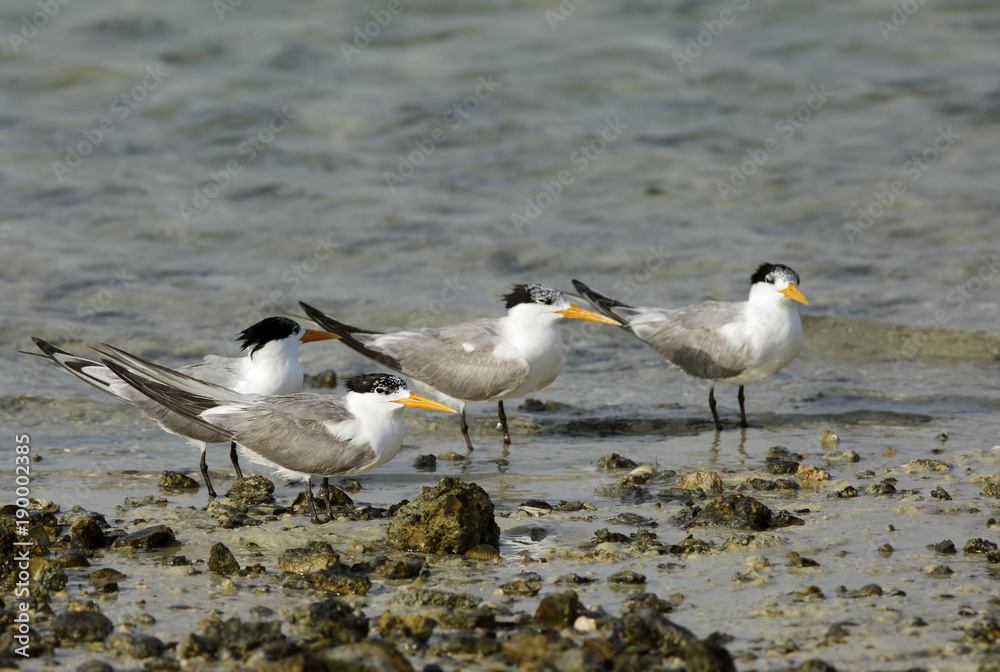 Lesser Crested terns Lesser Crested terns