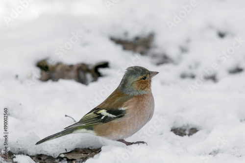 Common Chaffinch (Fringilla coelebs) on the lawn in an garden.