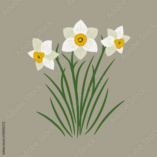 Bouquet of white daffodils on a beige background. Spring flowers. Vector illustration
