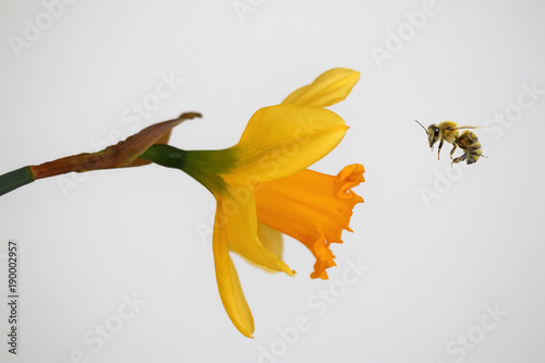 Fototapeta Naklejka Na Ścianę i Meble -  Gelbe Narzisse - Osterblume