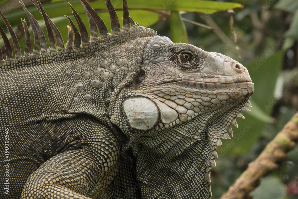 Obraz premium Iguana 003