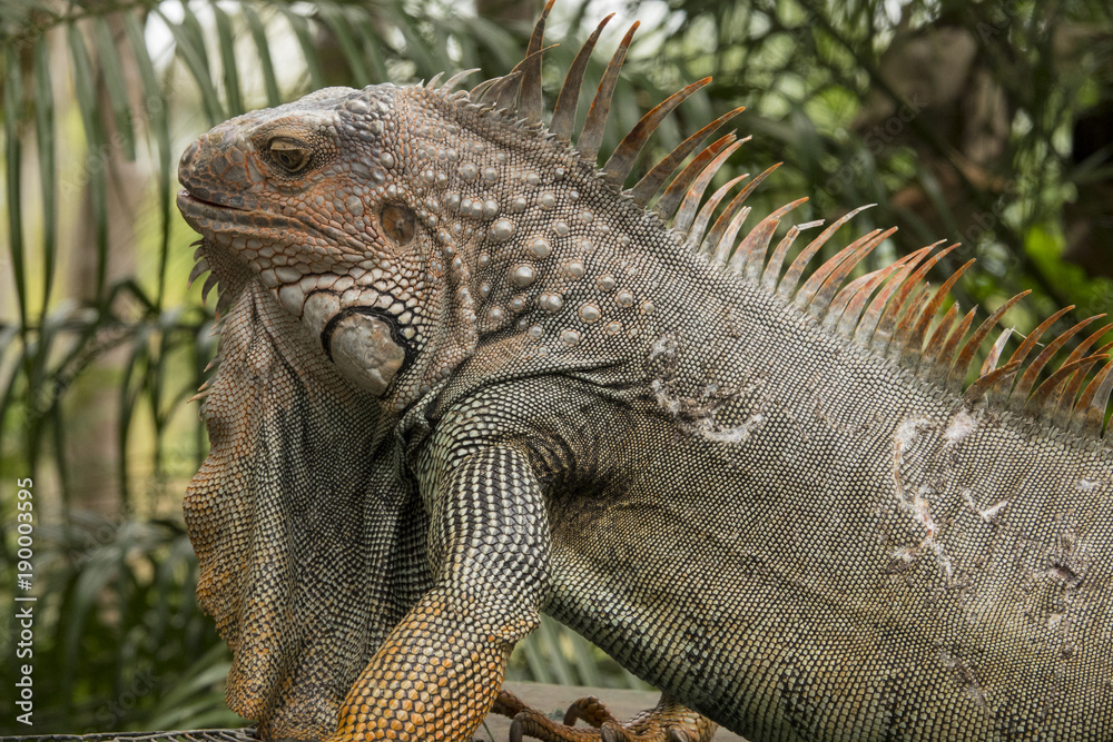 Obraz premium Iguana 002