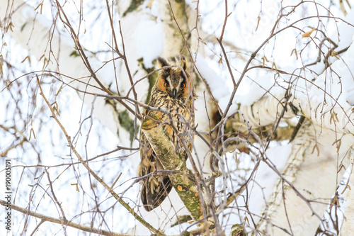 owl on the background of birch